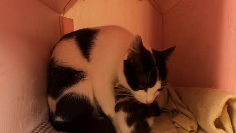 Mother cat lovingly cleaning her kittens