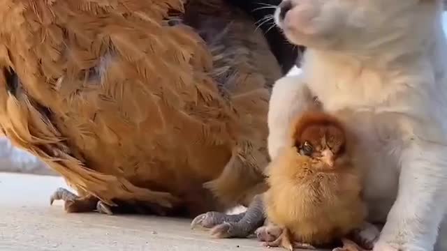 babycat #funnycats #aww Baby Cats - Cute and Funny Cat Videos Compilation #34 | Aww Animals