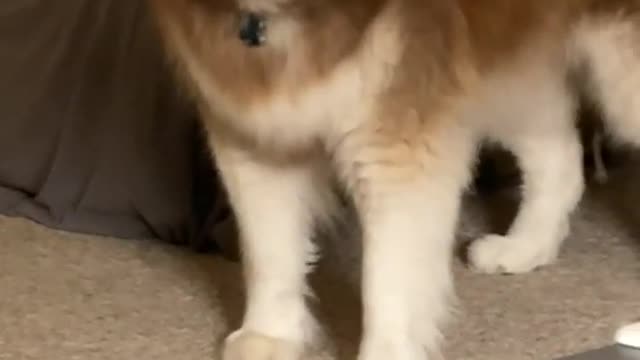 Funniest animals video