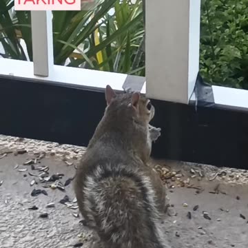 🐿Sammy the Squirrel LIVE in BocaRaton - My Dad's Buddy🐿