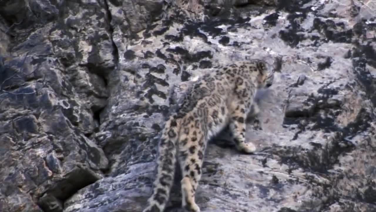 Mountain Goat Tossing Snow Leopard Falls Down From Cliff To Escape - Even The Mighty Can Falter-16