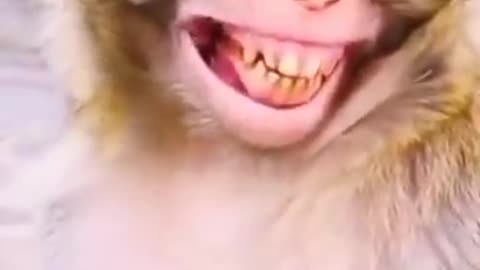 Laughing monkey