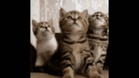 Curious kittens gif video