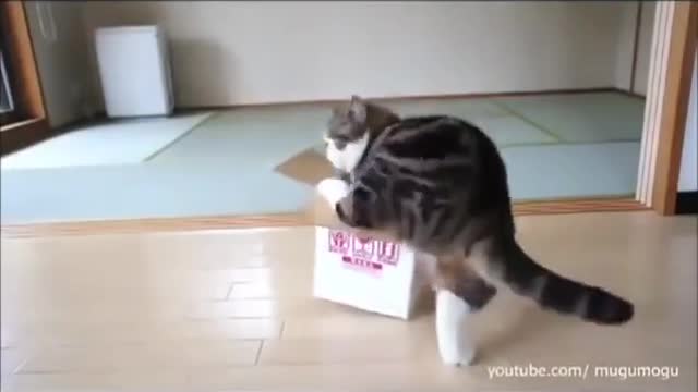 See some cats and dogs hiding in amazing places!