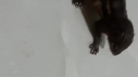 baby squirrel