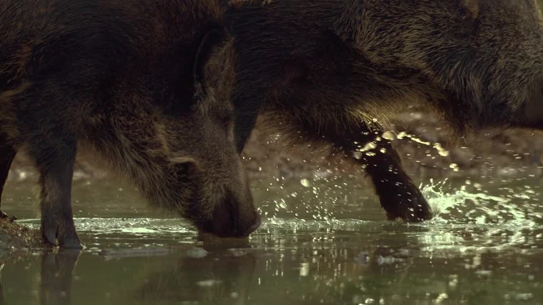 Wild boar is looking for food