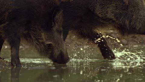 Wild boar is looking for food