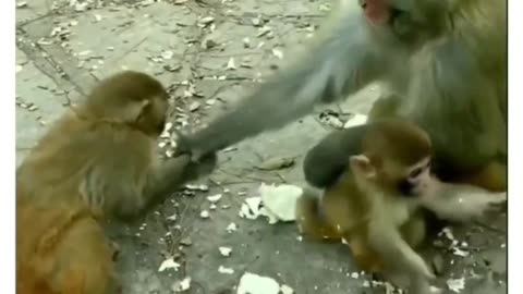 Monkey Funny videos #monkey #monkey Funny videos #Monkey Funny videos #monkey #monkey