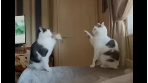 Comedian Cats