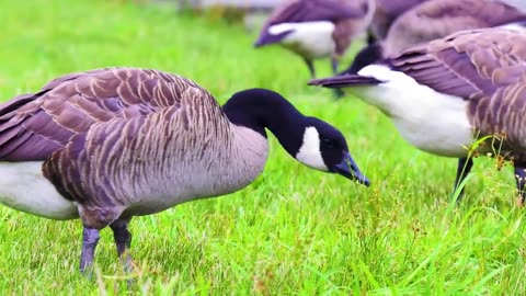 AMAZING BIRDS Beautiful birds inhabit all terrestrial on the planet earth.