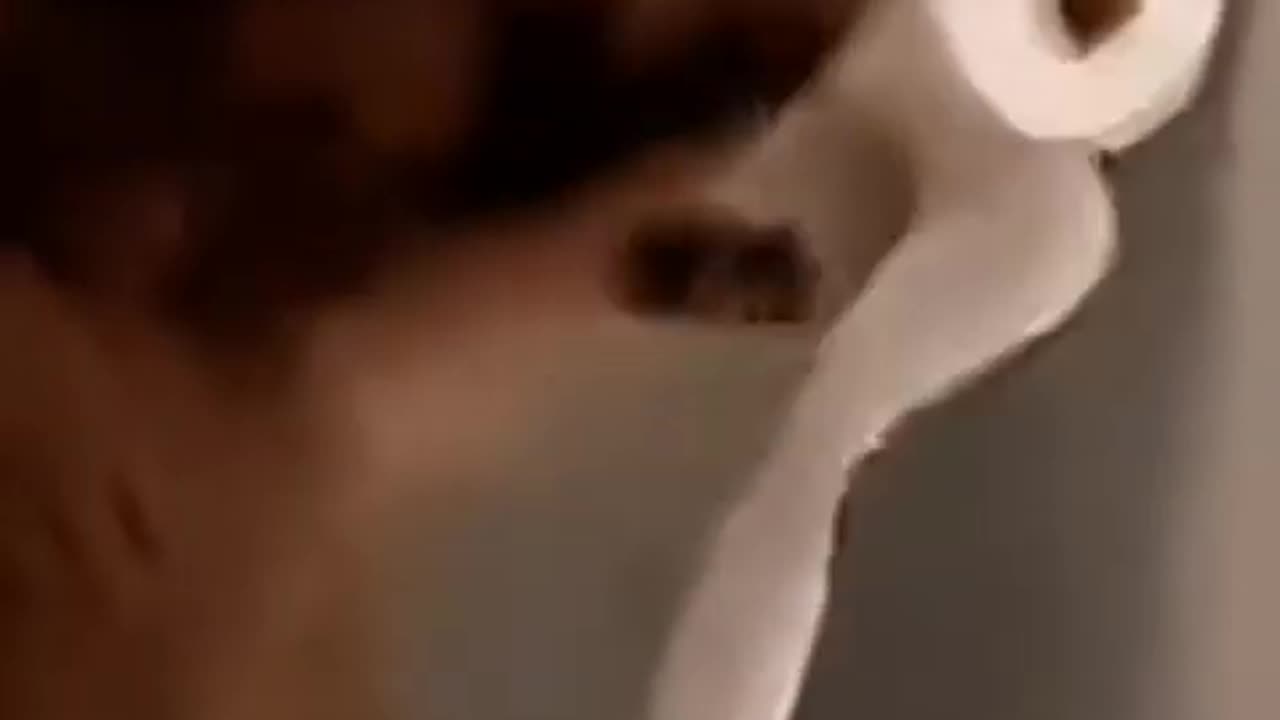 Cute Cat very Funny Videos | HD quality | Harshal Sao