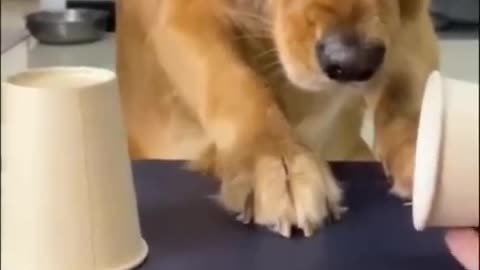 your daily dose of funny cute dogs