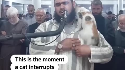 Cat jumps on Imam during Ramadan prayer