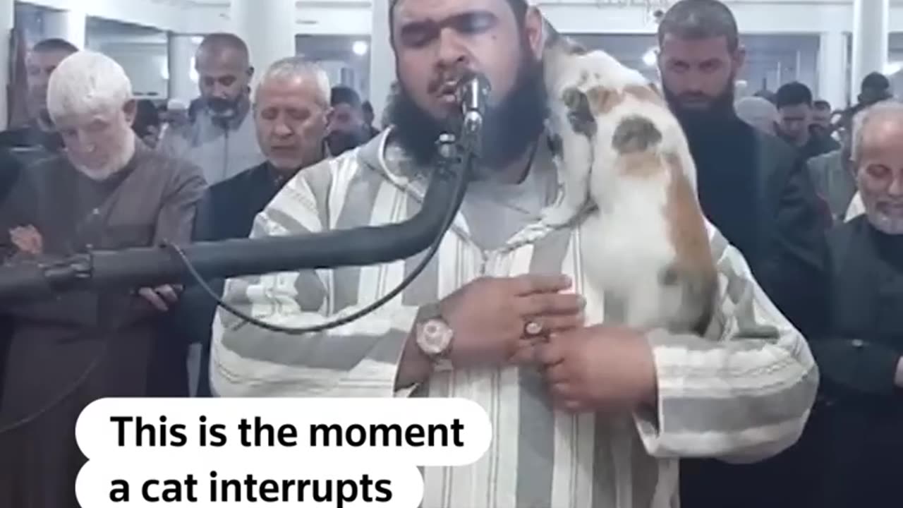 Cat jumps on Imam during Ramadan prayer