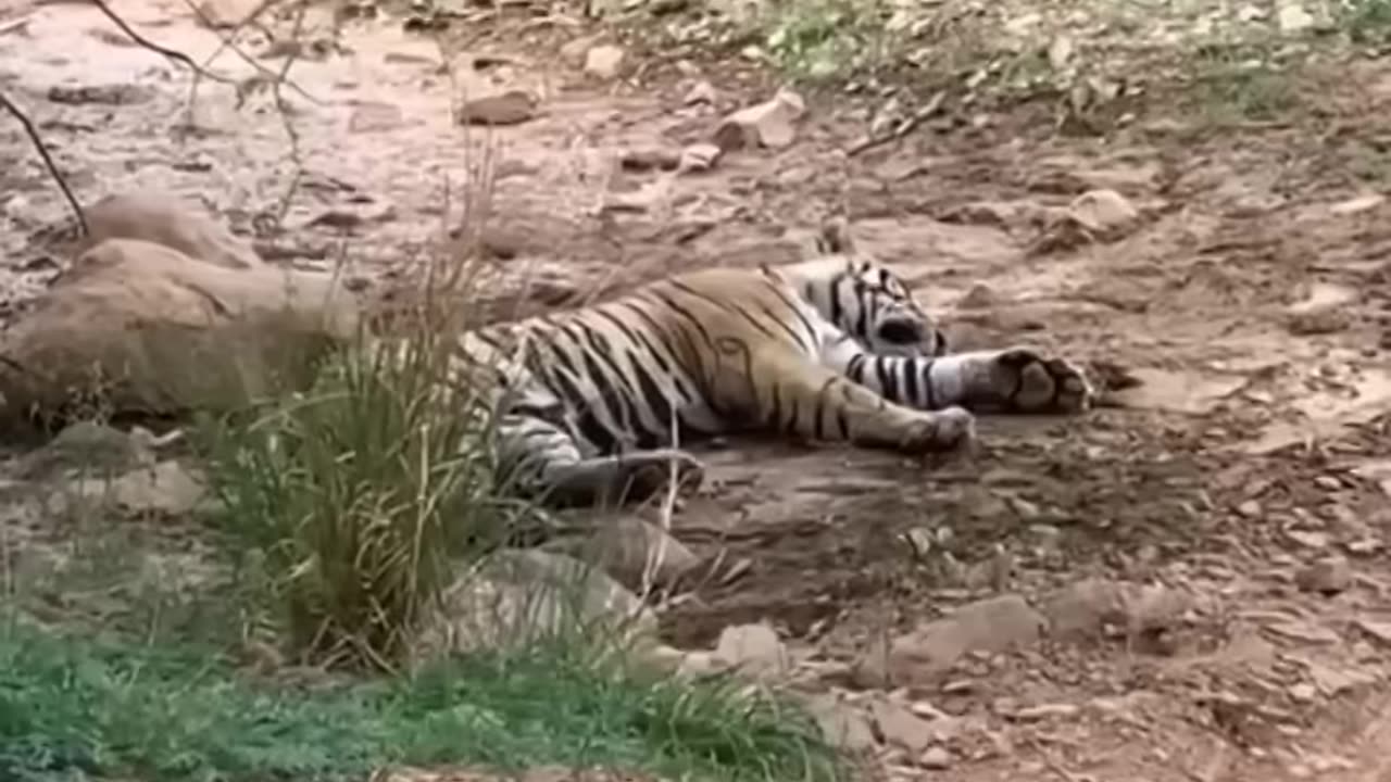 Tiger killed dog at zone 2