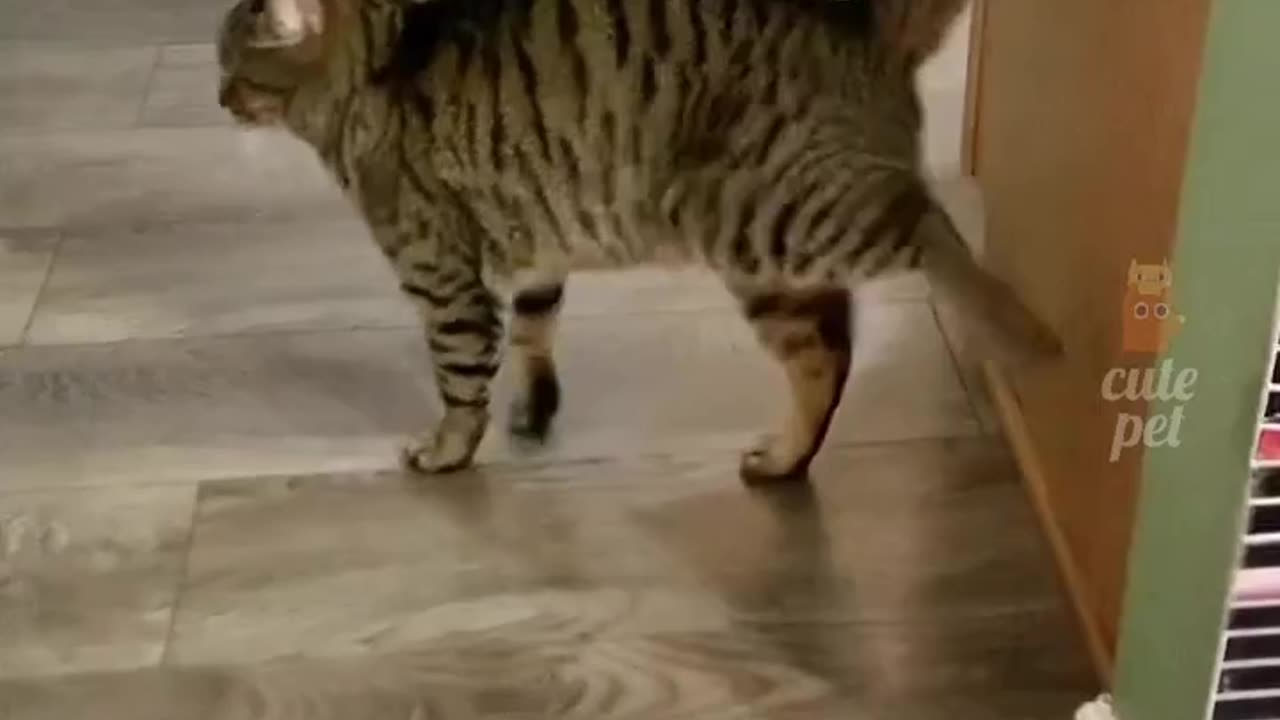 cute cats ' music ' Dance