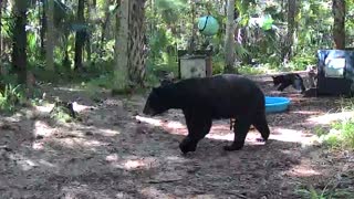 Mama Bear and Cub Find New Toy