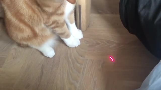 Funny cat chasing laser pointer