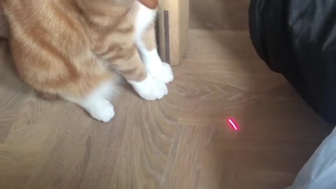 Funny cat chasing laser pointer