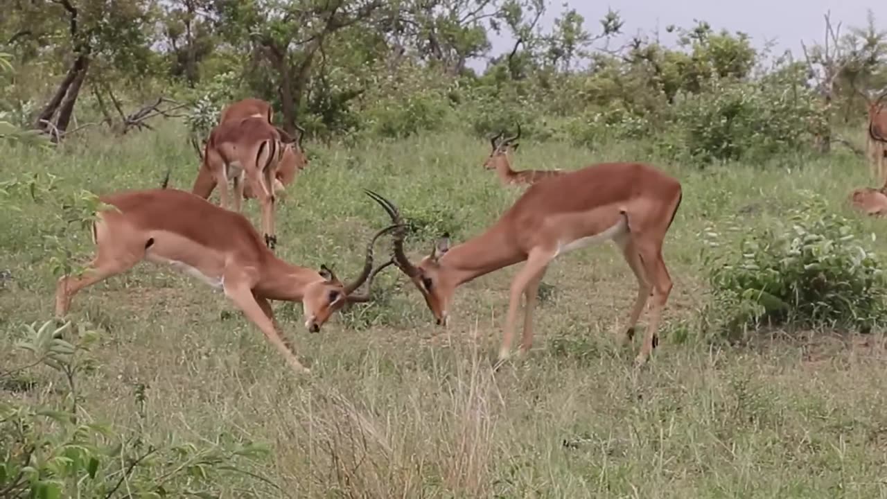 Impala rams fighting