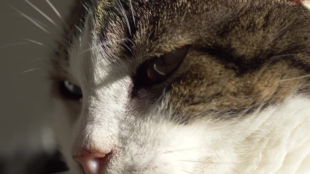 Cat Close Up shoot