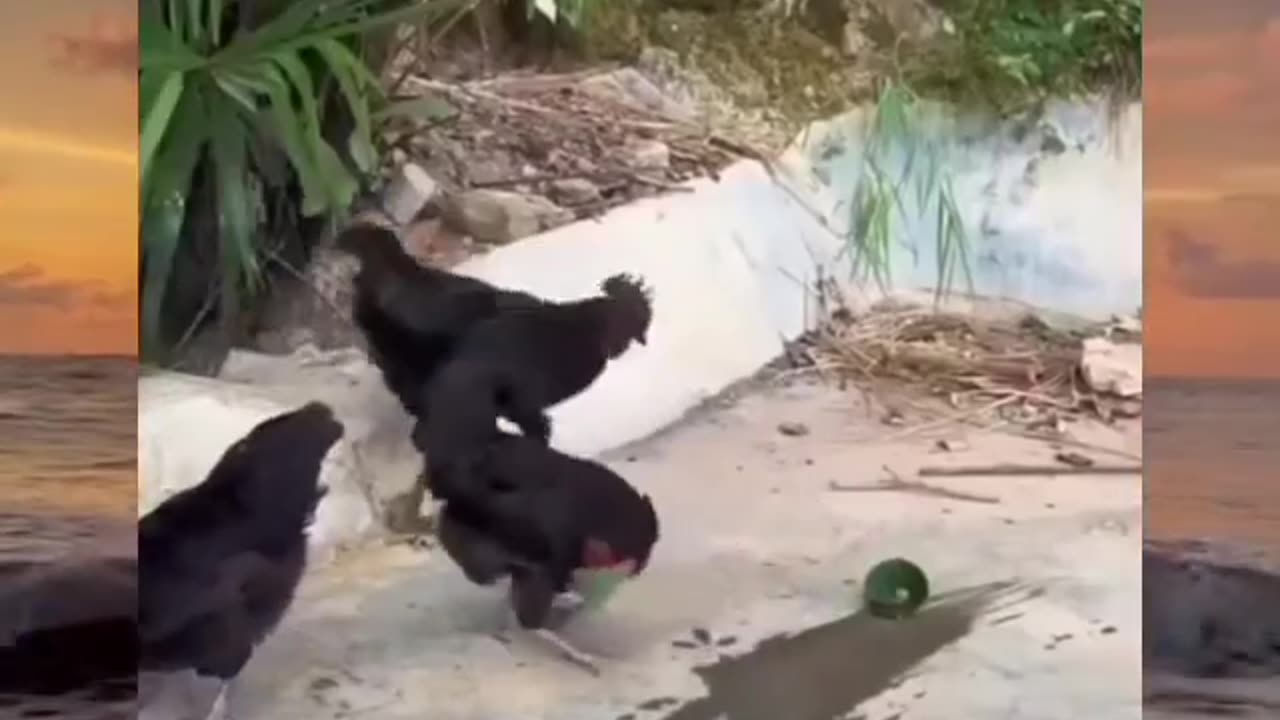 How to catch the chicken