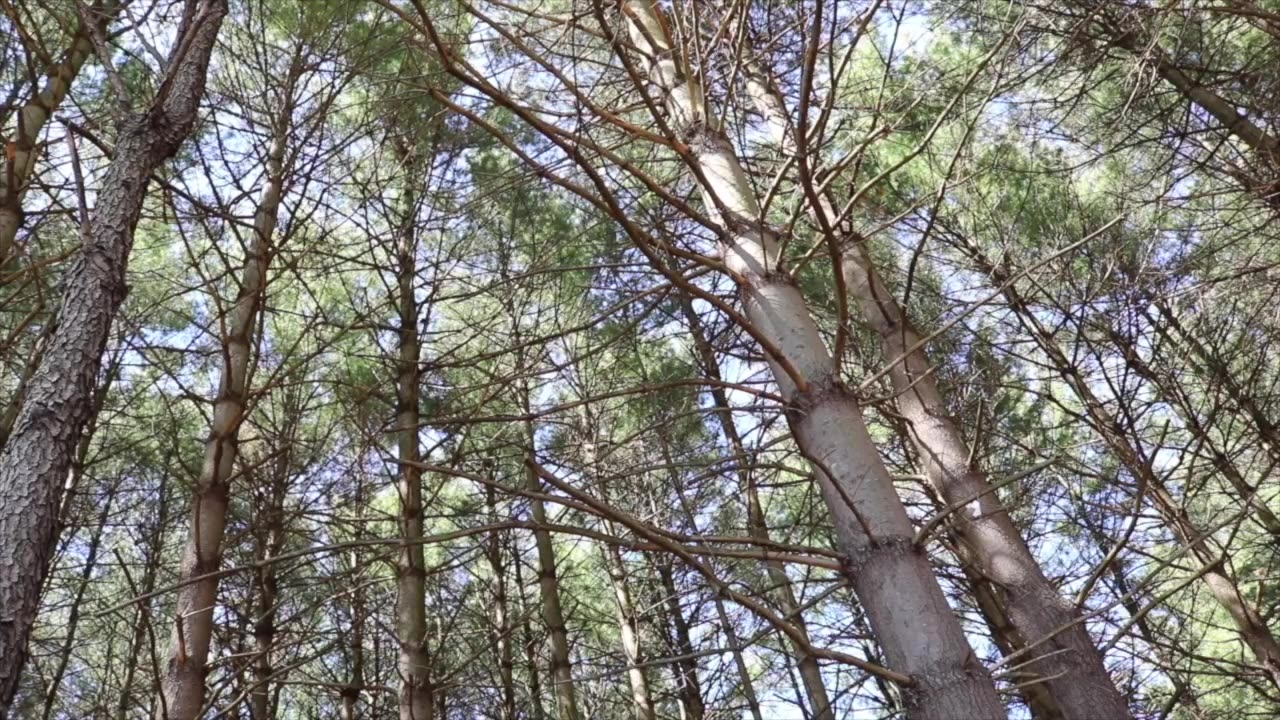 Relaxing Evergreen Trees in Forest - 2 Hours