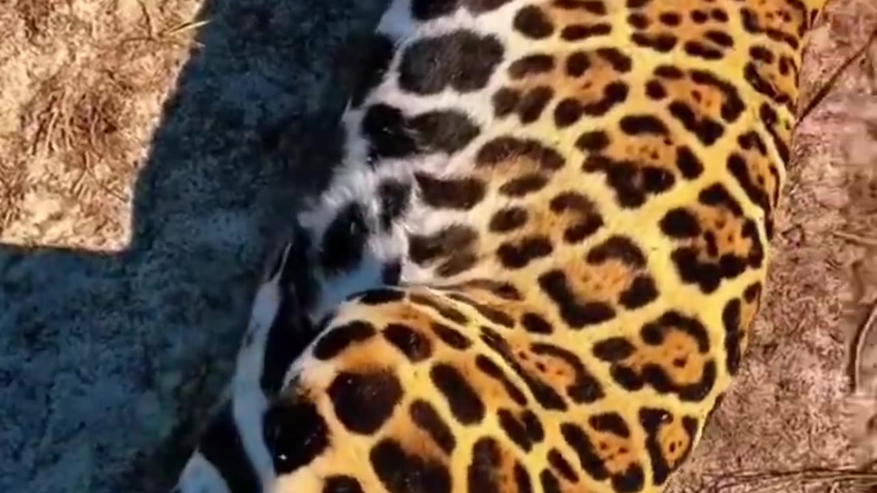 BIG Jaguar Belly! STUNNING