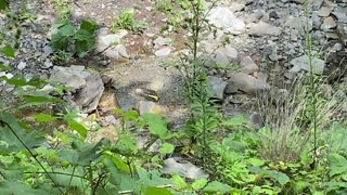 Gold Finch bathing again