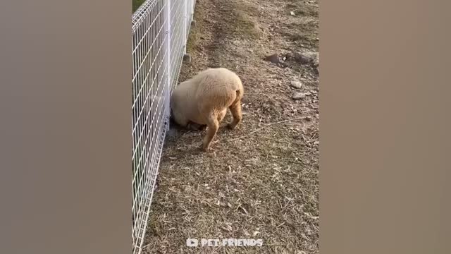 OMG So Cute _ Funniest Cats And Dogs #24 🐱🐶