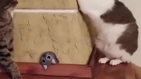 Funny video cat