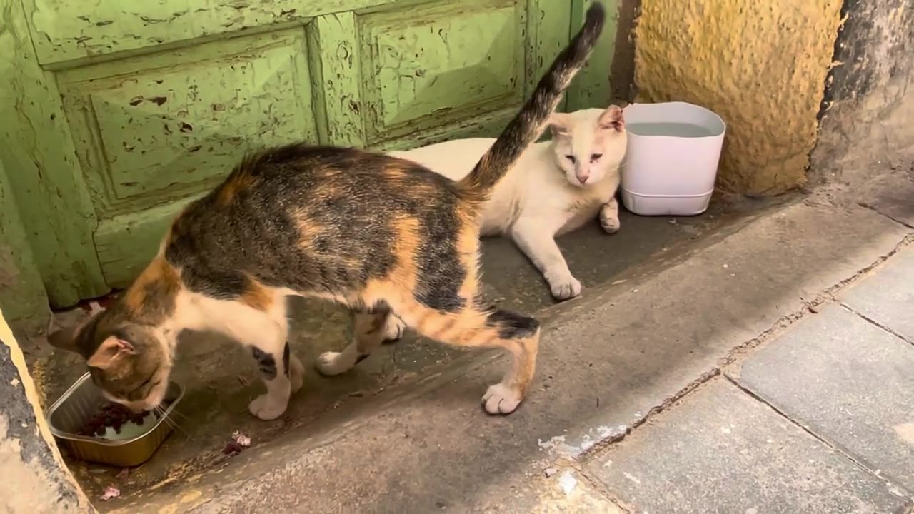 Incredibly rescued two cats rest after their meal adorable cute cats.