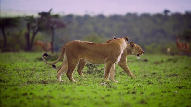 Two lioneses walking through African scrub