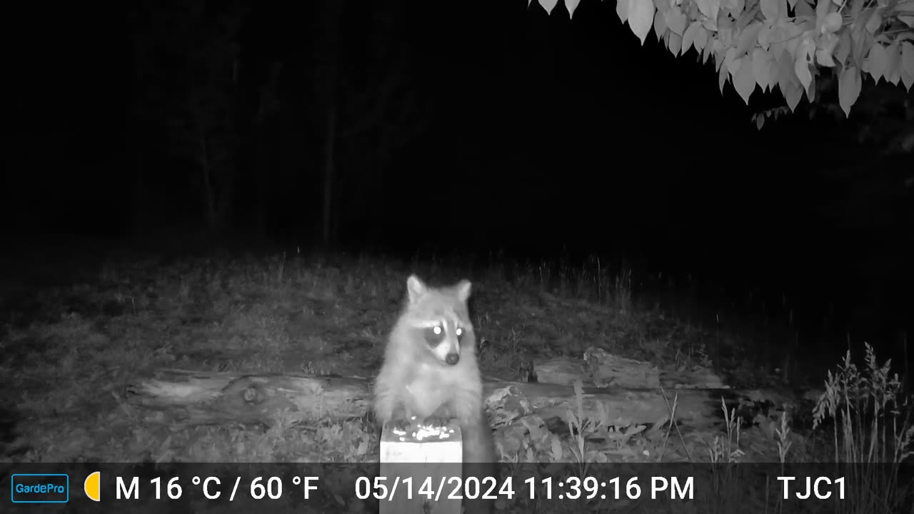 Raccoon eating corn