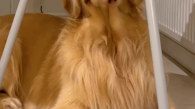 Golden retriever and baby become best friend