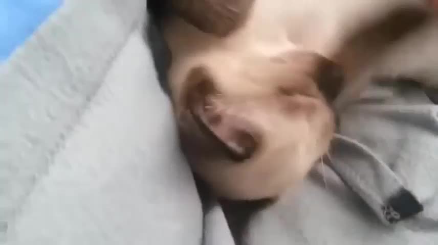 When your little puppy sleeps with soothing music