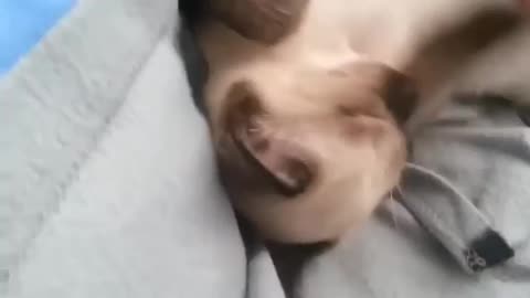 When your little puppy sleeps with soothing music