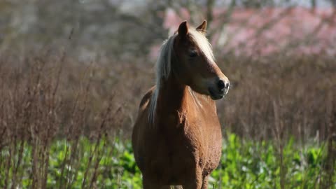 The pretty horse