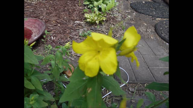 What a Song Evening Primrose