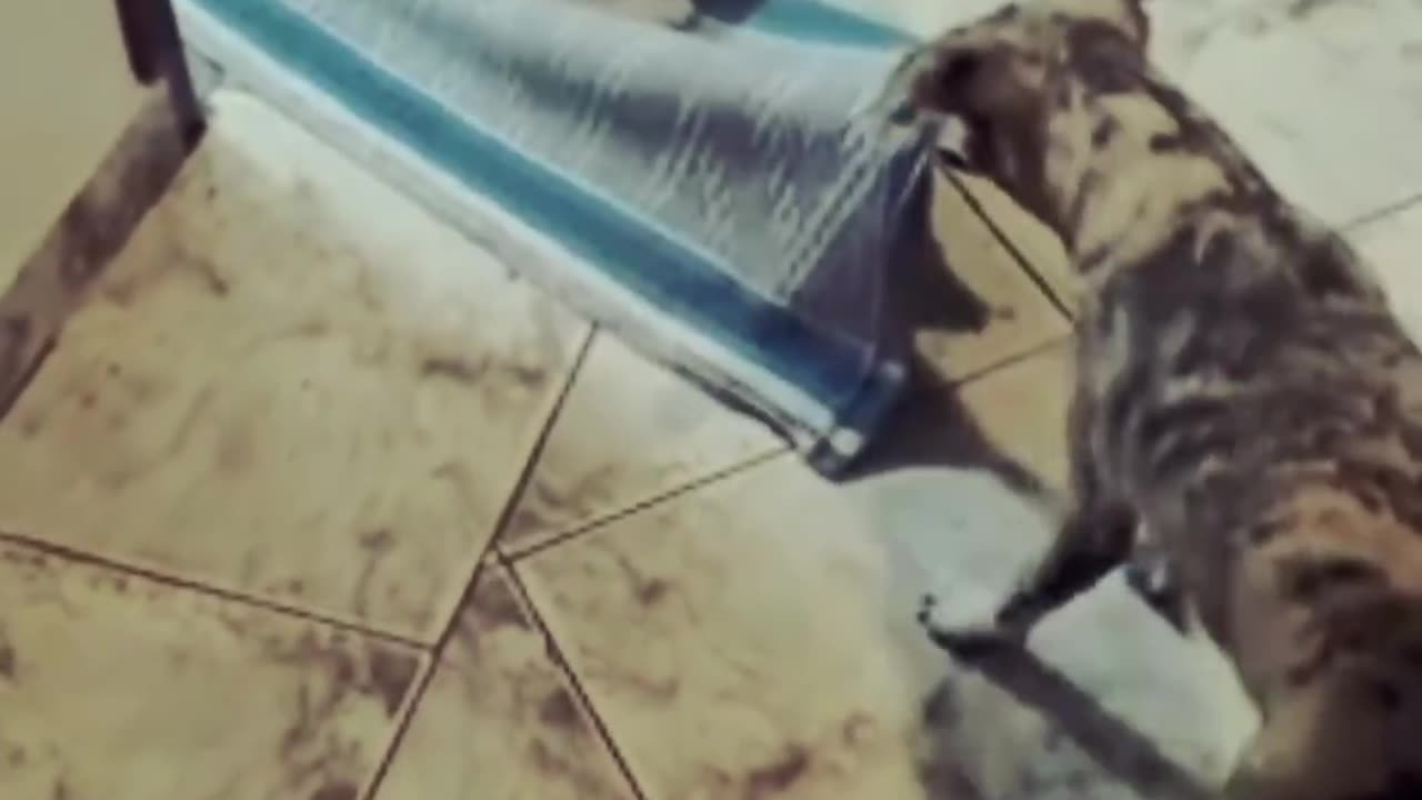 Animal#Fun#