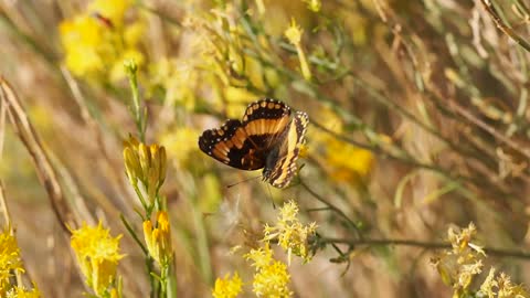 Butterfly Flying Away From A Flower