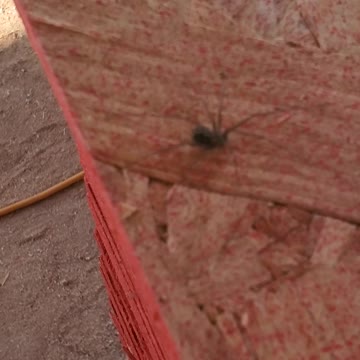 Recruiting another spider for the ant army.