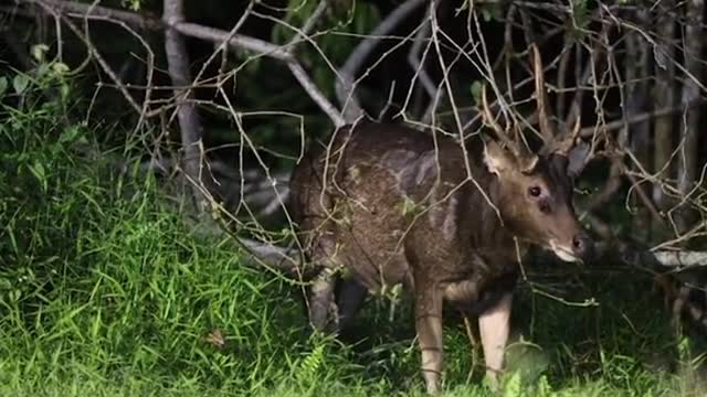 Photographer spotsSambar Deers at CentrallCatchment area