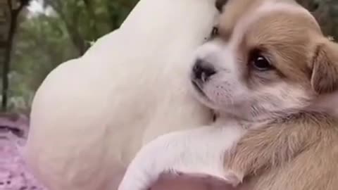 Rumble / Dogs & Puppies —Dog Ottoman decided to cuddle up to her best friend