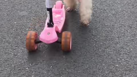 Dogs ride scooters