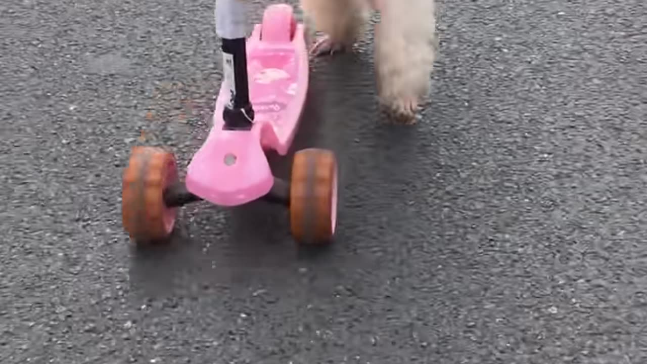 Dogs ride scooters