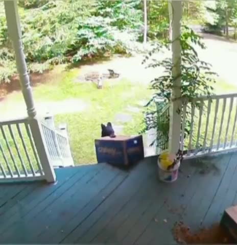 Cutest porch pirate ever 😍😍😊