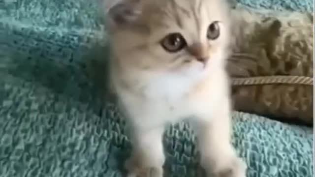 funny dog and cat videos