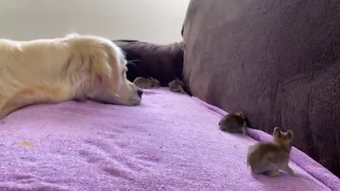 Golden Retriever and Baby Bunnies 10 days old [All 4 Bunnies Open Their Eyes]