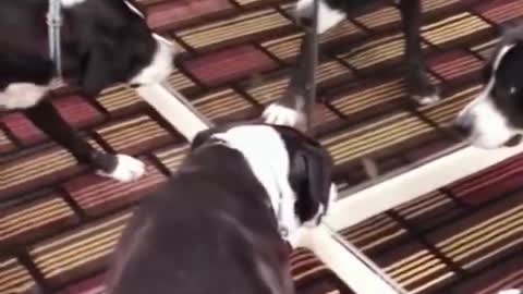 Funniest cats and dogs moments: wow